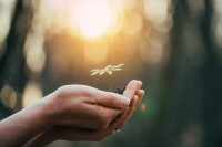 Hand mit Erde und wachsender Blume darauf